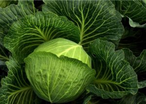 Image of a head of cabbage