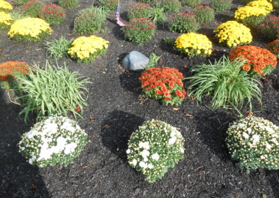 image of chrysanthemums in a fall landscape design